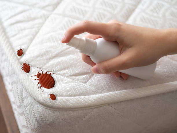 Best Affordable Pest Control Services  in Spring Arbor, MI