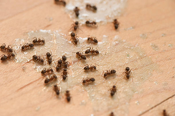 Professional Pest Control in Spring Arbor, MI