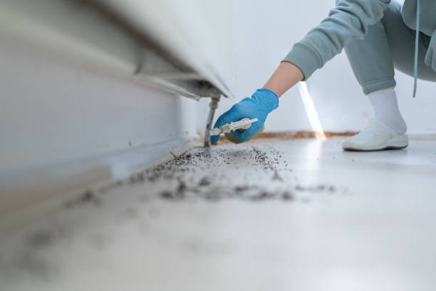 Best Affordable Pest Control Services  in Spring Arbor, MI